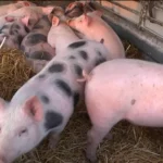 FOTO: PrintScreen TV palma PLUS