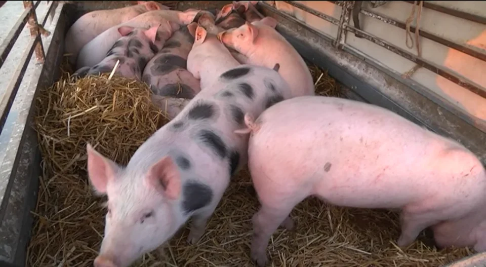 FOTO: PrintScreen TV palma PLUS